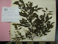 Herbarium sample